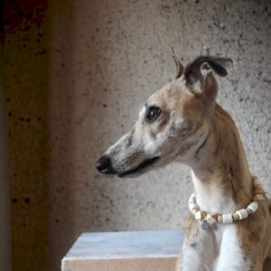 WOODOG - Collare antiparassitario - immagine 11