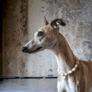 WOODOG - Collare antiparassitario - immagine 10